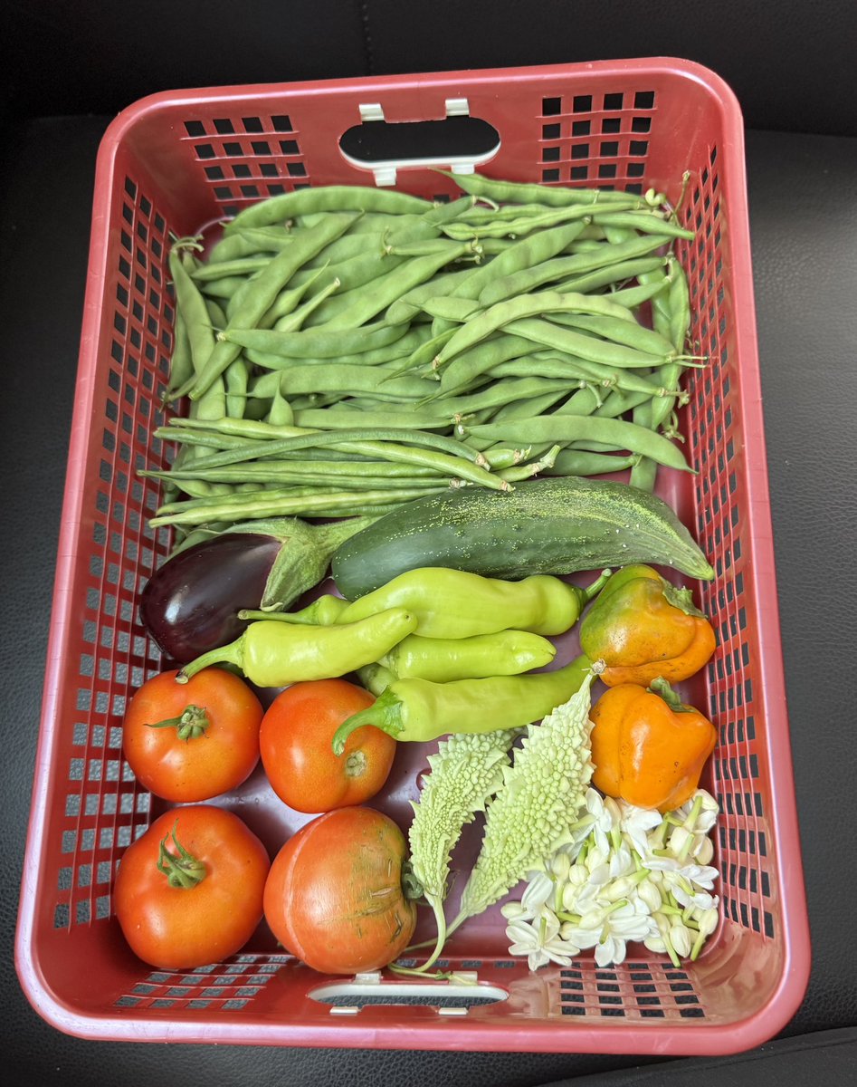 MyThought5nM3's tweet image. Today’s harvest 🧑‍🌾

#organic 
#vegetables 
#gardening