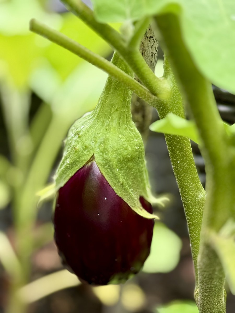 MyThought5nM3's tweet image. Today’s harvest 🧑‍🌾

#organic 
#vegetables 
#gardening