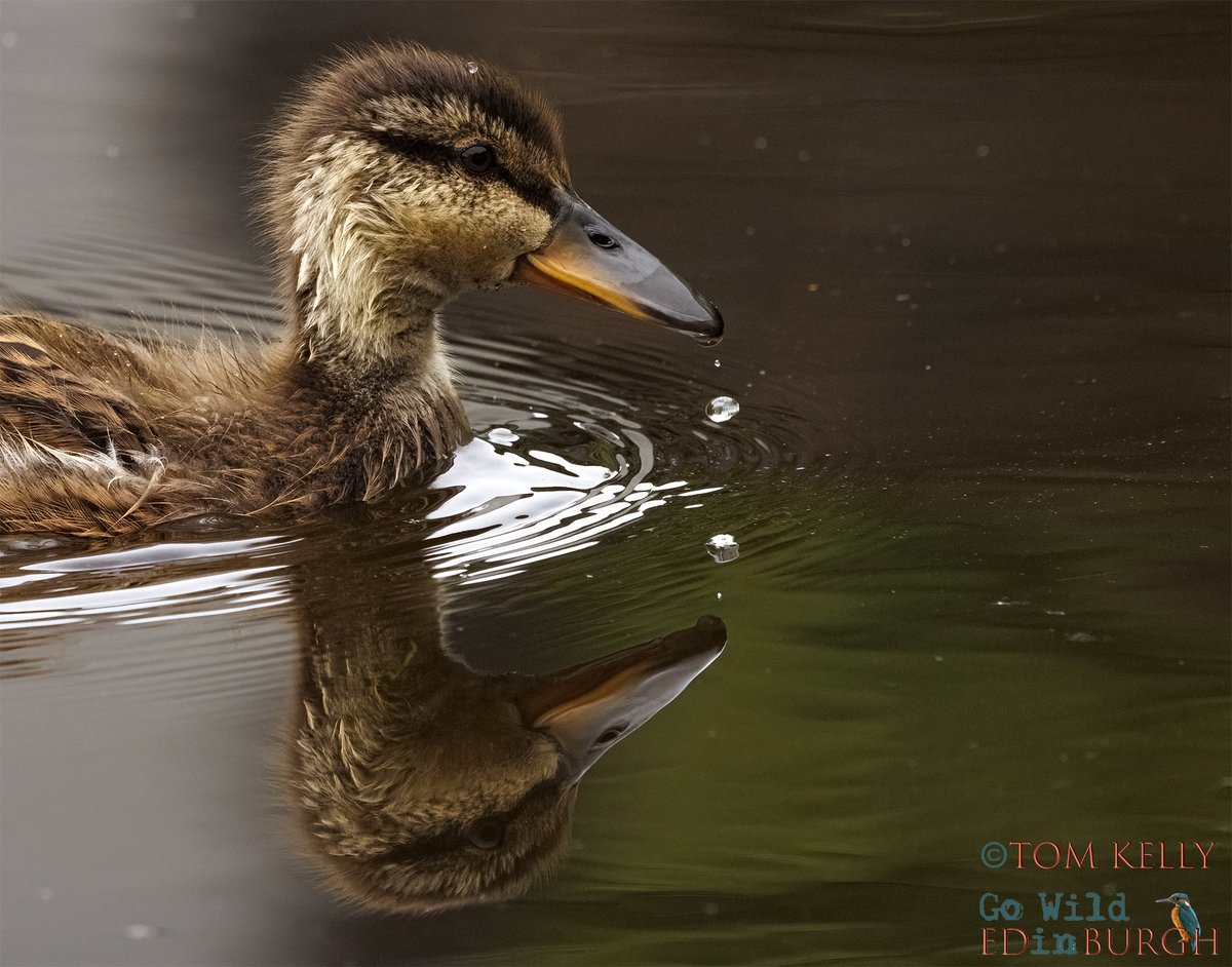 gowildedinburgh's tweet image. A lack of wind & low water levels have made it ideal conditions, for a bit of reflective photography, on the Water of Leith, over the last couple of days or so!
#Mallard #Heron #Goosander #Edinburgh #wildlife #wildlifephotography #TwitterNatureCommunity #urbanwildlife