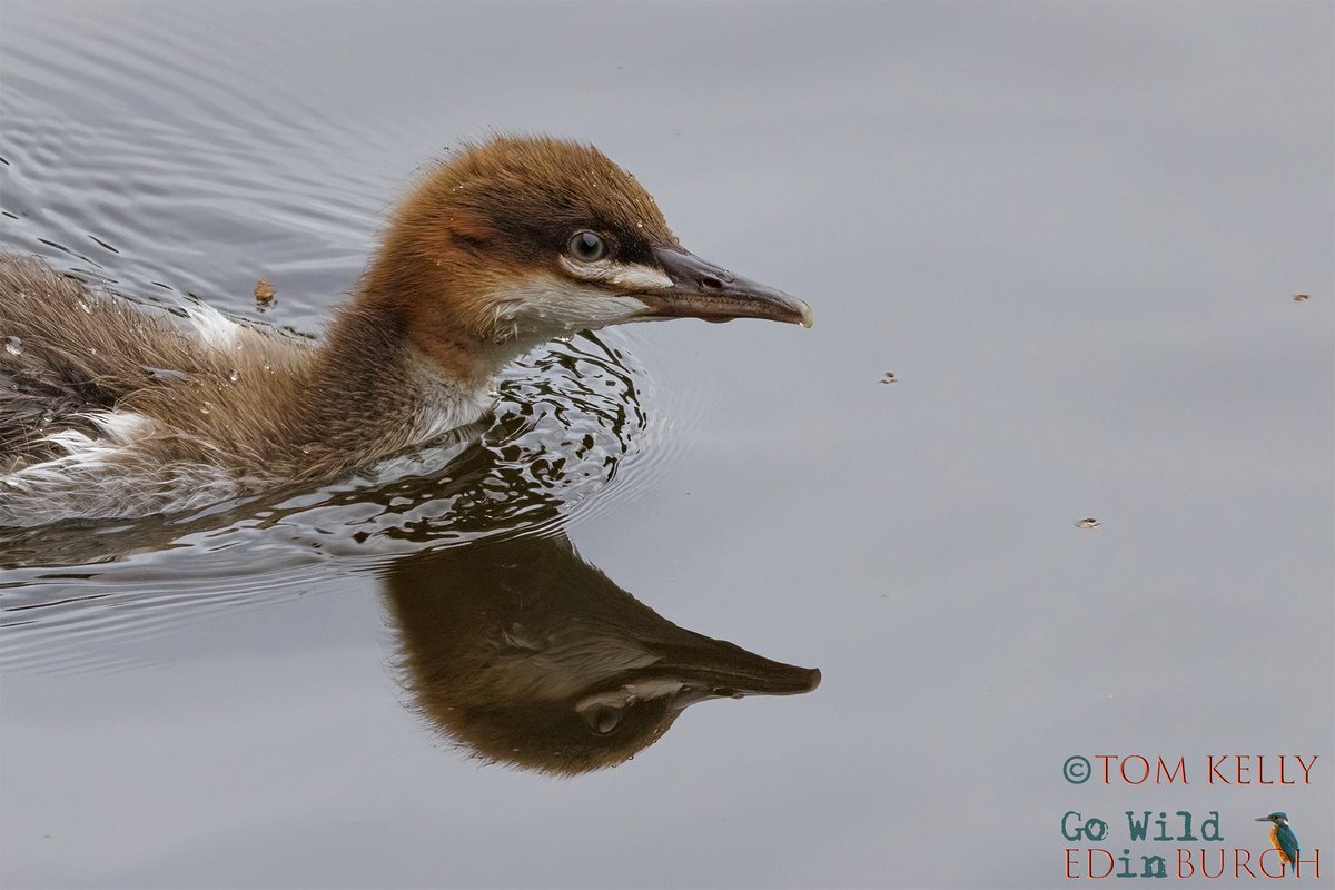 gowildedinburgh's tweet image. A lack of wind & low water levels have made it ideal conditions, for a bit of reflective photography, on the Water of Leith, over the last couple of days or so!
#Mallard #Heron #Goosander #Edinburgh #wildlife #wildlifephotography #TwitterNatureCommunity #urbanwildlife