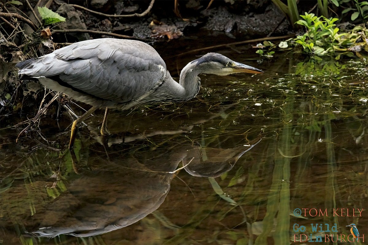 gowildedinburgh's tweet image. A lack of wind & low water levels have made it ideal conditions, for a bit of reflective photography, on the Water of Leith, over the last couple of days or so!
#Mallard #Heron #Goosander #Edinburgh #wildlife #wildlifephotography #TwitterNatureCommunity #urbanwildlife