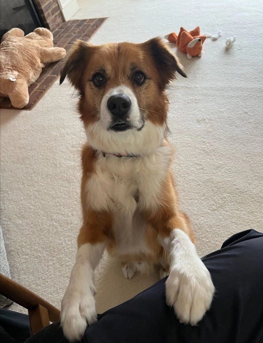 cevansarchive's tweet image. We miss seeing this little guy 🥹
Dodger is the cutest dog ever 😭