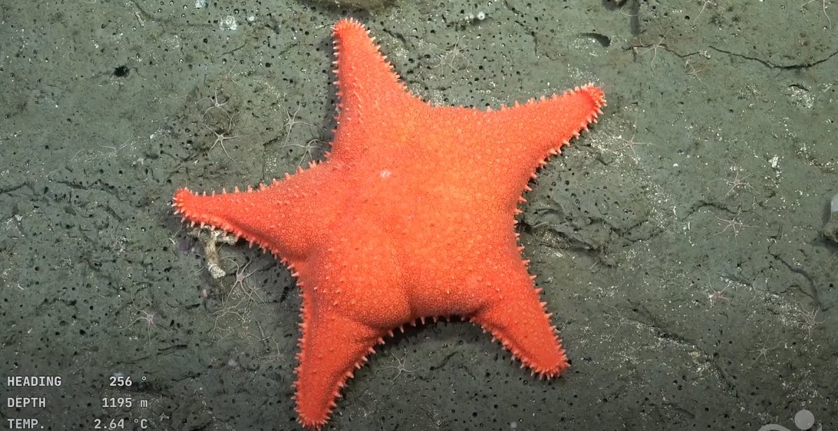 Están transmitiendo EN VIVO desde el fondo del océano frente a Mar del Plata. Con cámaras de altísima definición a 3900 metros de profundidad.  Investigadores del CONICET y la Fundación Schmidt están explorando el Cañón Submarino de Mar del Plata.