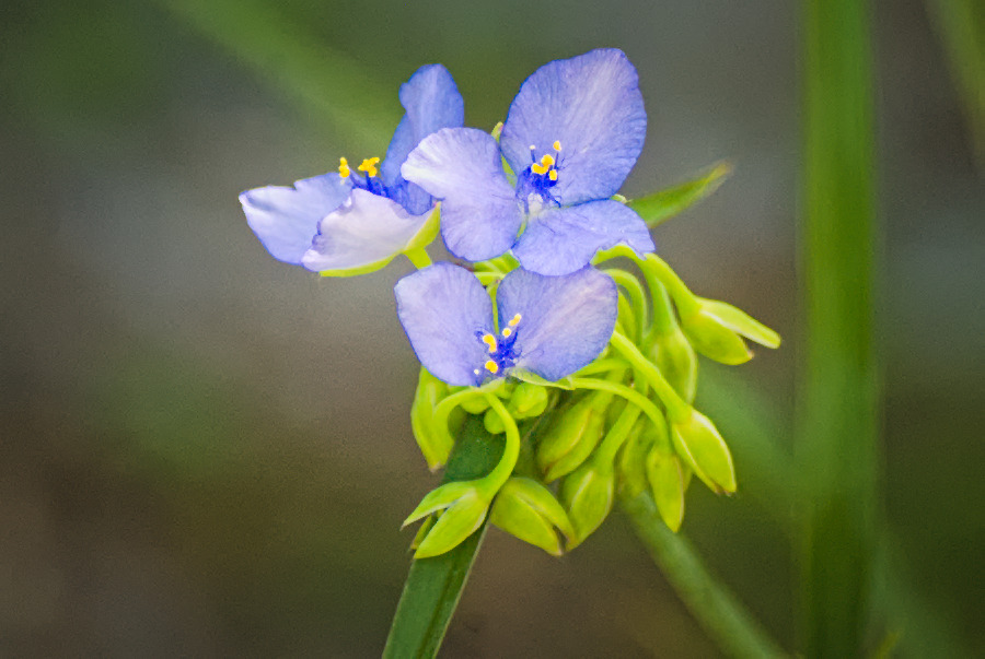 nodespaghett's tweet image. One more! I saw these flowers and I guessed they were violets. @inaturalist tells me they are spiderworts. Either way, they are very pretty. I was really amazed my camera was able to get the details in the pistols and stamens of the flowers.