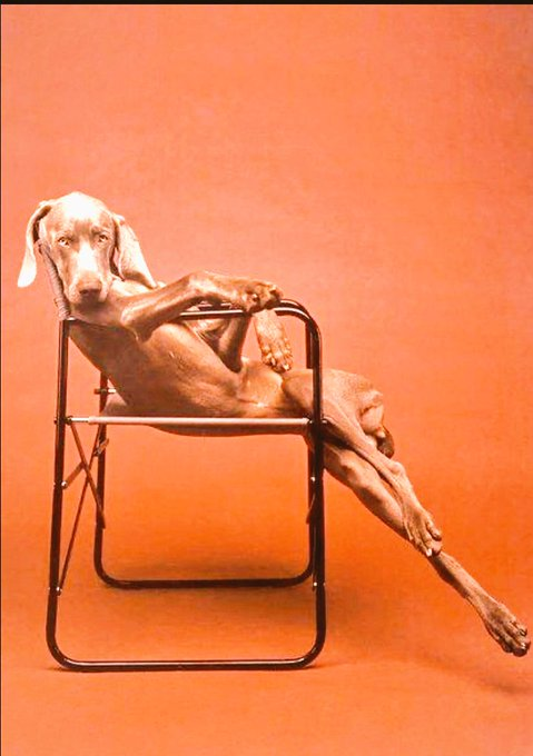 Bella6Michelle's tweet image. 🐶