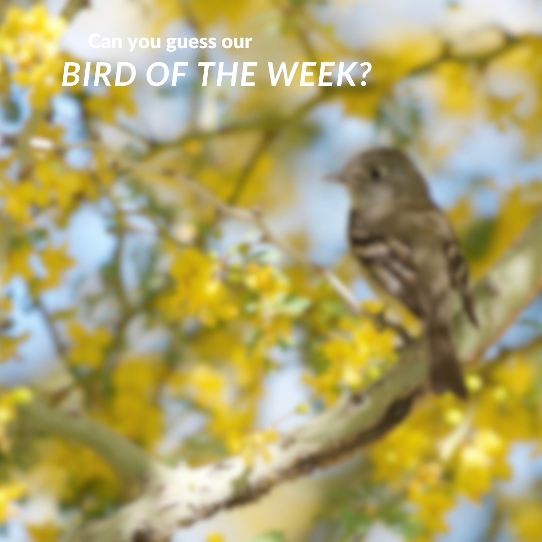 🐦 Can you guess our Bird of the Week?
Small, bold, with a “chebec” call and a sharp white eyering.
Hint: It’s an Empidonax flycatcher!
#BirdOfTheWeek #BirdTrivia #BirdChallenge