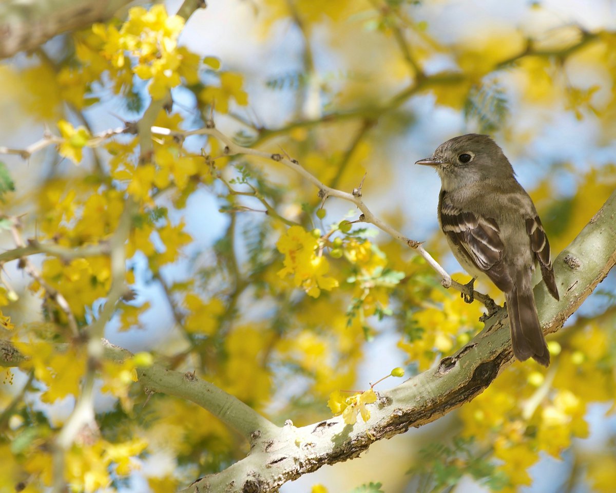 🕊️ Our Bird of the Week is the Least Flycatcher!
Tiny, bold, and always calling “chebec”!
📸: Vijayalakshmi Nidugondi
#BirdOfTheWeek #LeastFlycatcher #BirdNerd #BirdConservationAsk