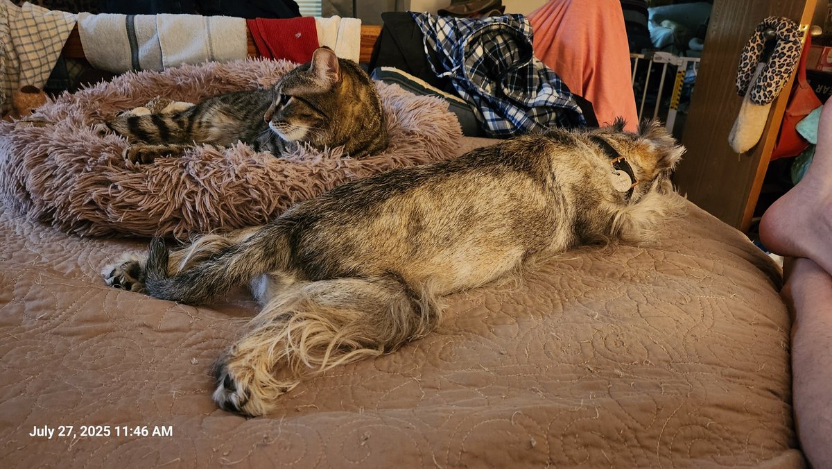 BuzzLightSabre's tweet image. Scout and Pea.