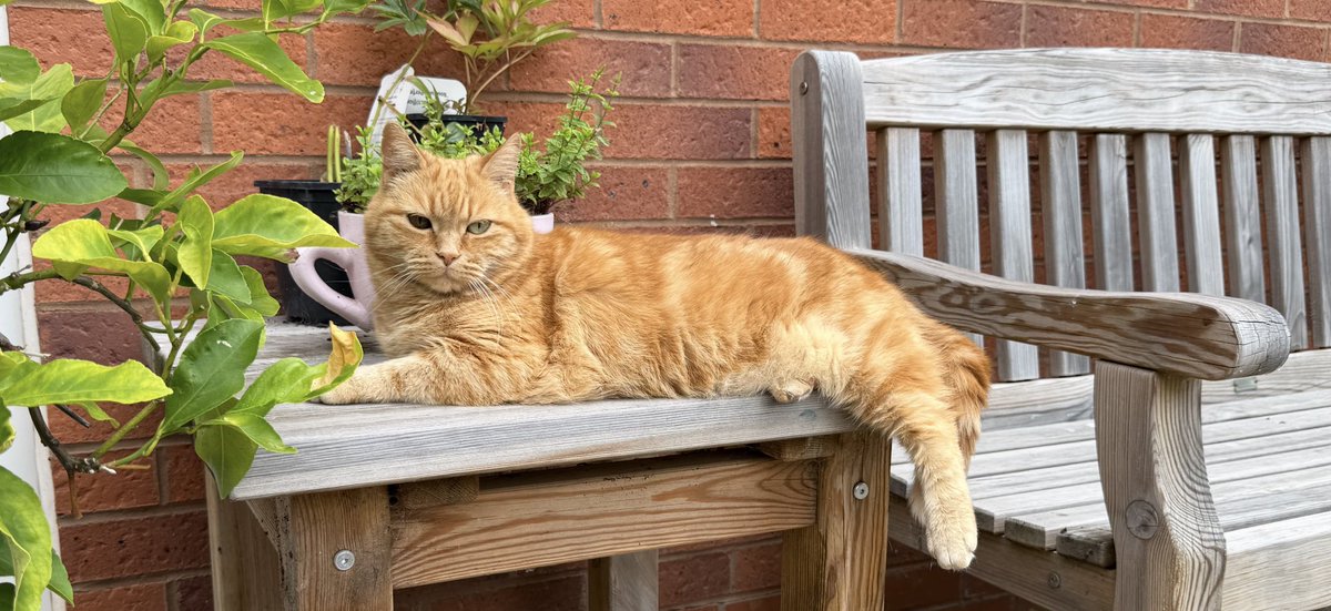 There are lots of seats in my garden but I decided to snooze on the table, which I don’t fit on and my leggie had to dangle. #TonyLogic