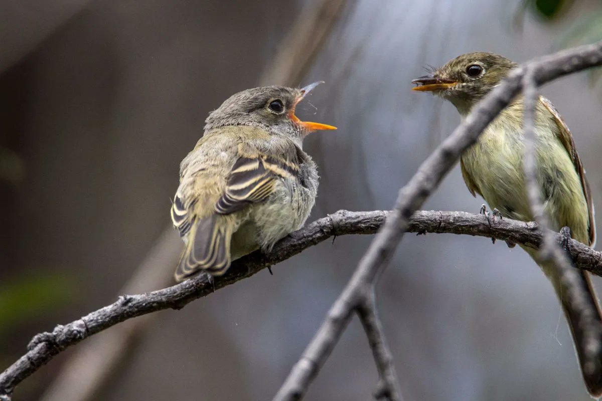 🪺 Fun Fact Friday! Least Flycatchers get it all done in just 58 days — mate, nest, raise young, and go! 😮
📸 Tony LePrieur
#FunFactFriday #LeastFlycatcher #BirdFacts #BirdingCanada