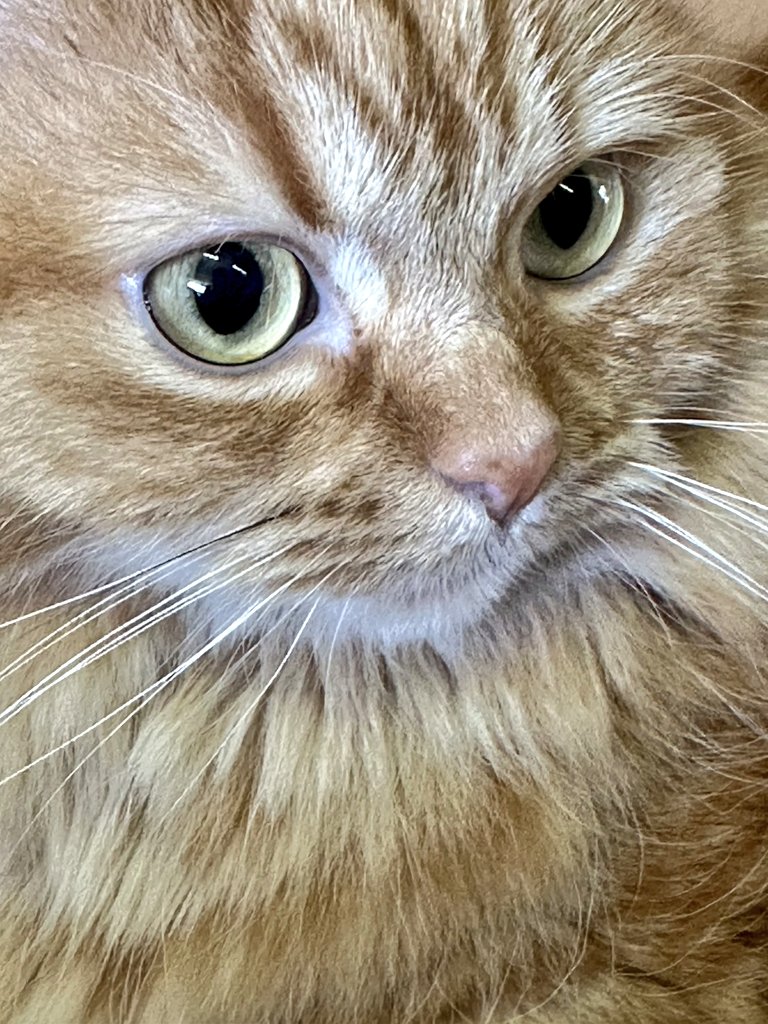 Yanakingon's tweet image. 🐈️🐈️🐈️🐈️🐈️🐈️🐈️🐈️🐈️🐈️🐈️🐈️

        　  🐈‍⬛7月28日🐈‍⬛

　🌅おはようございます🌅

　　　　🪩本日も🪩

😺よろしくお願いいたします😺

     🌄みなさま素敵な１日を🌄

🌈いいこと沢山

　　　　　ありますように🌈

🙇🙇‍♀️🙇‍♂️

#フォロバ100
#おはようございます
#ねこ