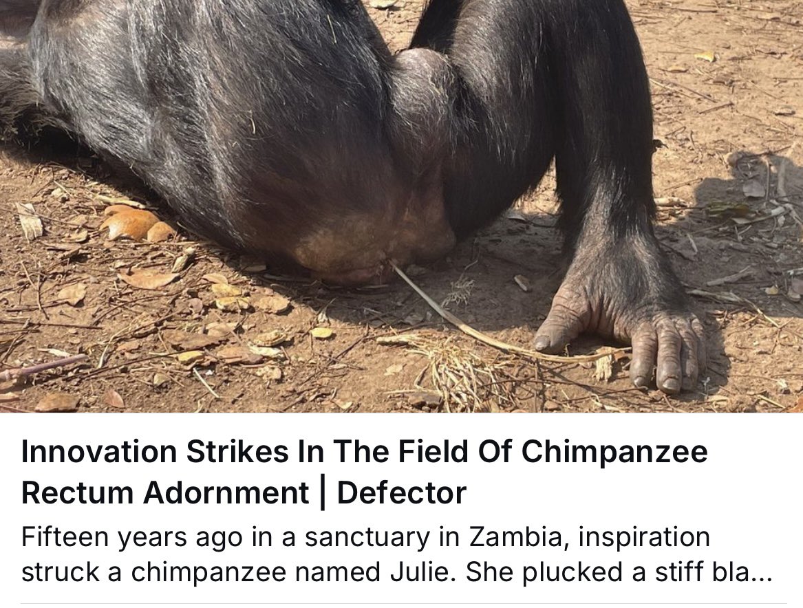 twlldun's tweet image. Innovation Strikes In The Field of Chimpanzee Rectum Adornment was my favourite early Flaming Lips album.