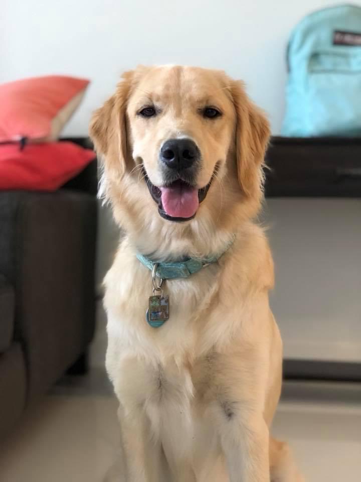 Lynss7's tweet image. Blake’s dog Harley will have an ultrasound today to get checked for a possible growth. My friends and I want to try and help them out as much as possible since the current vet visit is already up to $800. 💔🐾
Please share and donate if possible (venmo & paypal attached)