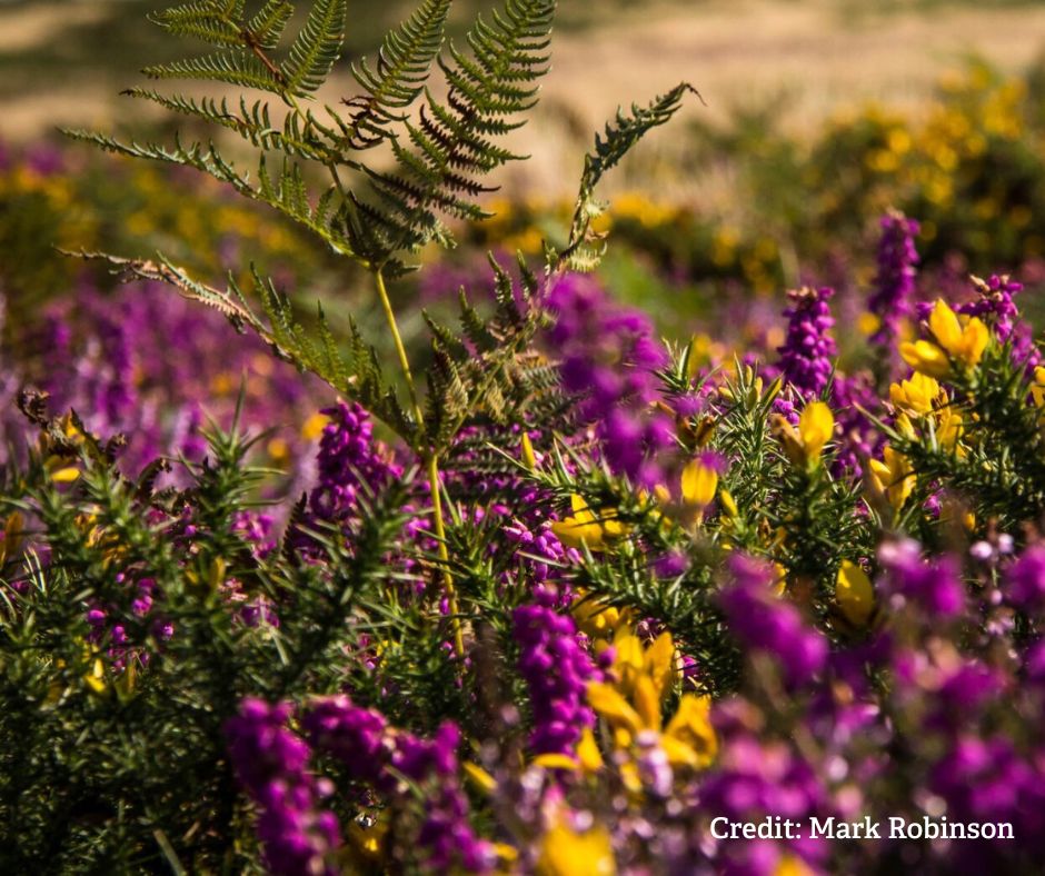 WorcsWT's tweet image. The untamed and rugged landscapes of heathlands have over time given rise to some rich folklore. They have long been considered a dwelling place for the uncivilised and lawless who were engaged in heathen practices and all the dark arts that go with them...
From cleansing to…