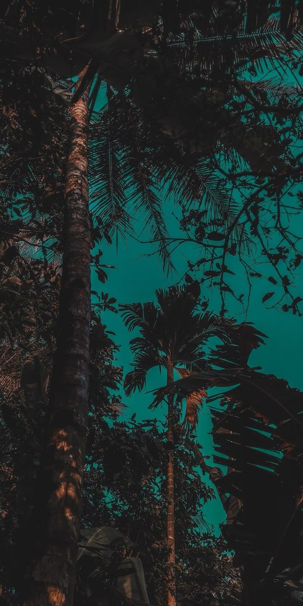 HeIsMox's tweet image. 🌴📸✨