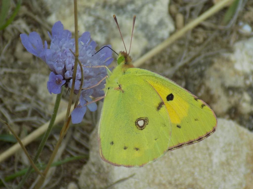 Britnatureguide's tweet image. Very pleased to see my 46th butterfly species for Britain this afternoon at Prestbury Hill in Gloucestershire. The migrant Clouded Yellow. Only the second time I have encountered this species in Britain. #Savebutterflies