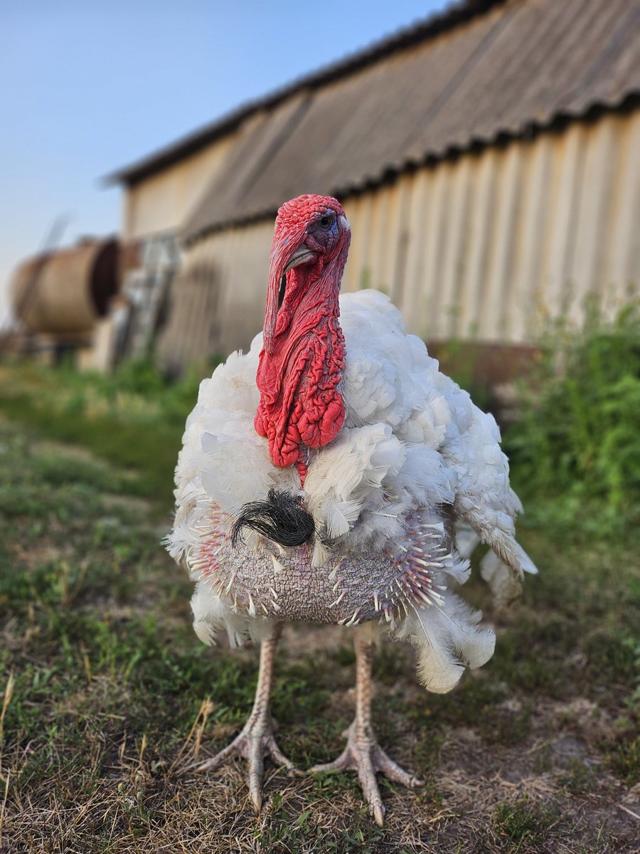 TurkeyVill's tweet image. Давно не було, мало того що жарко так ще й линяє, важко бідоласі
