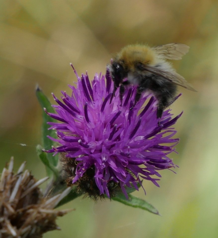 Tree_Folklore's tweet image. Often mistaken for a thistle, Knapweed speckles Ireland&apos;s meadows with its stunning amethyst-like flowers 💜

It was once used in love magic whereby a woman would place a Knapweed bud in the pocket if her blouse or coat 🌿

If the bud bloomed then she would surely soon meet her…