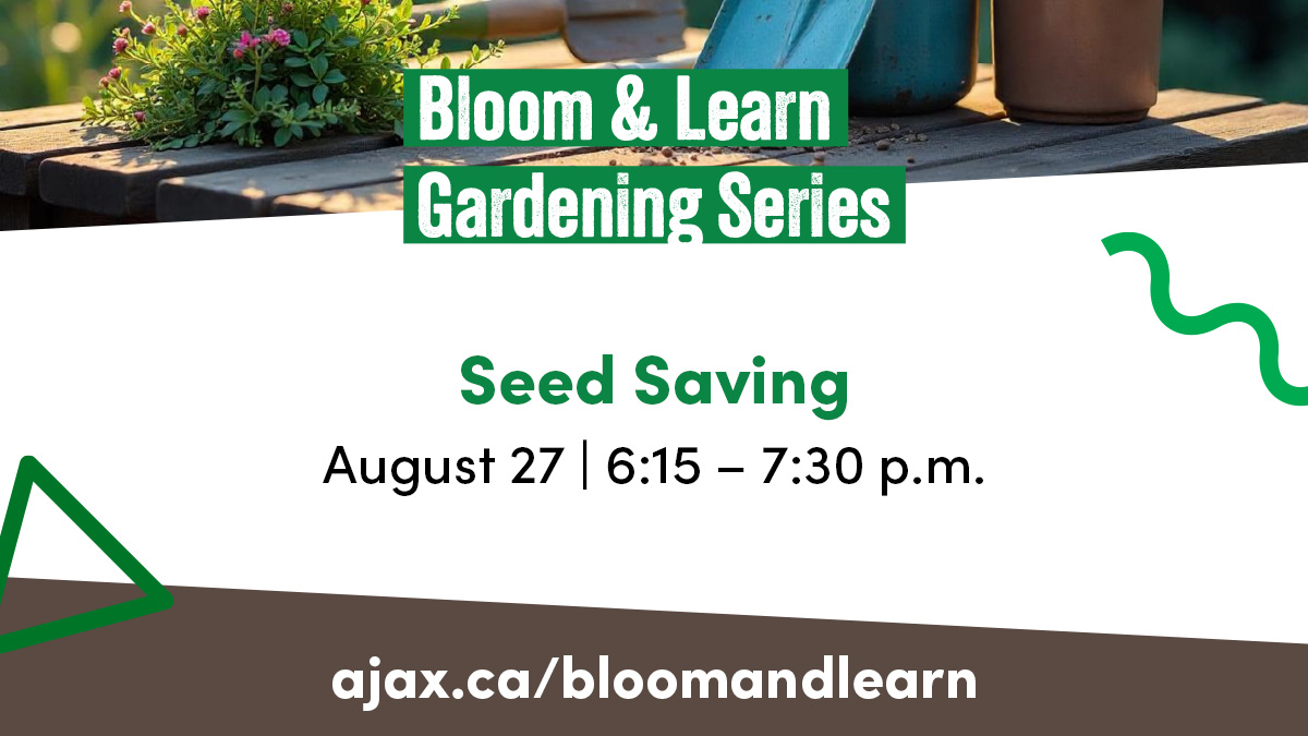 TownOfAjax's tweet image. Participate in another Bloom & Learn Gardening Series session – “Seed Saving”!
This session will equip you with the knowledge and inspiration to start collecting and storing your own seeds.
Sunday, August 27, 2025
6:15 – 7:30 p.m.
Online via Zoom (registration is required)…