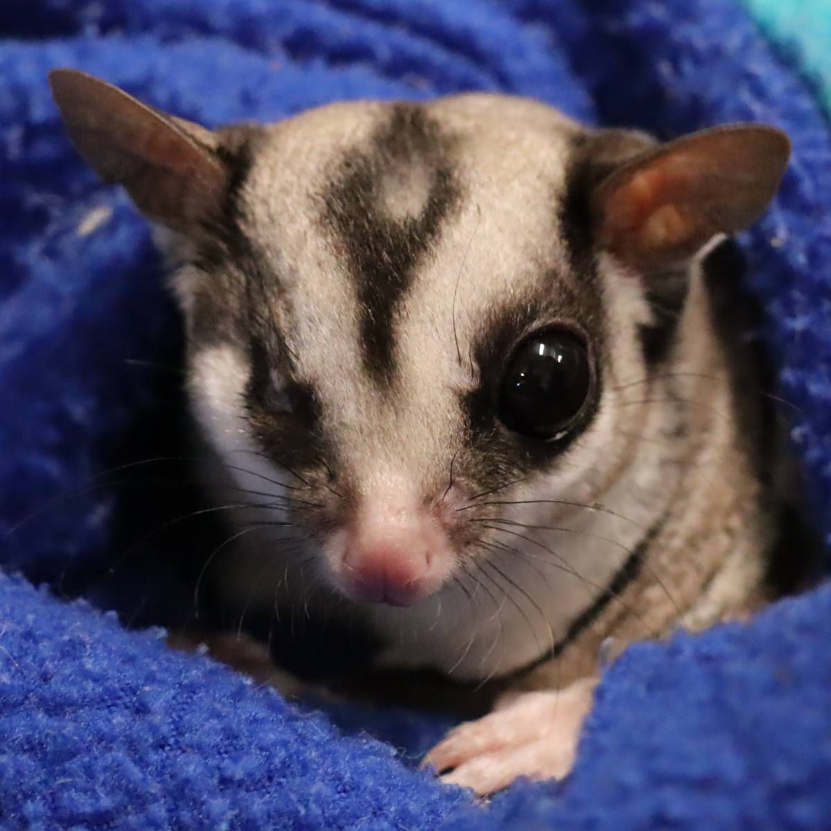 Recientemente, hemos encontrado al petauro Mango sin vida en su instalación 😔 . Le faltaba un ojo a causa de una infección. Llegó a AAP en 2023 y fue socializado con los de su especie. La autopsia nos indica que tenía hemorragia en el abdomen 👉 bit.ly/fallece-Mango