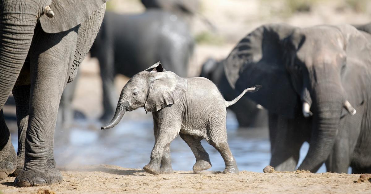 GreenMatters's tweet image. Vaccine Victory: Colossal Biosciences Makes A Giant Leap for Asian Elephant Conservation dlvr.it/TM85Gt