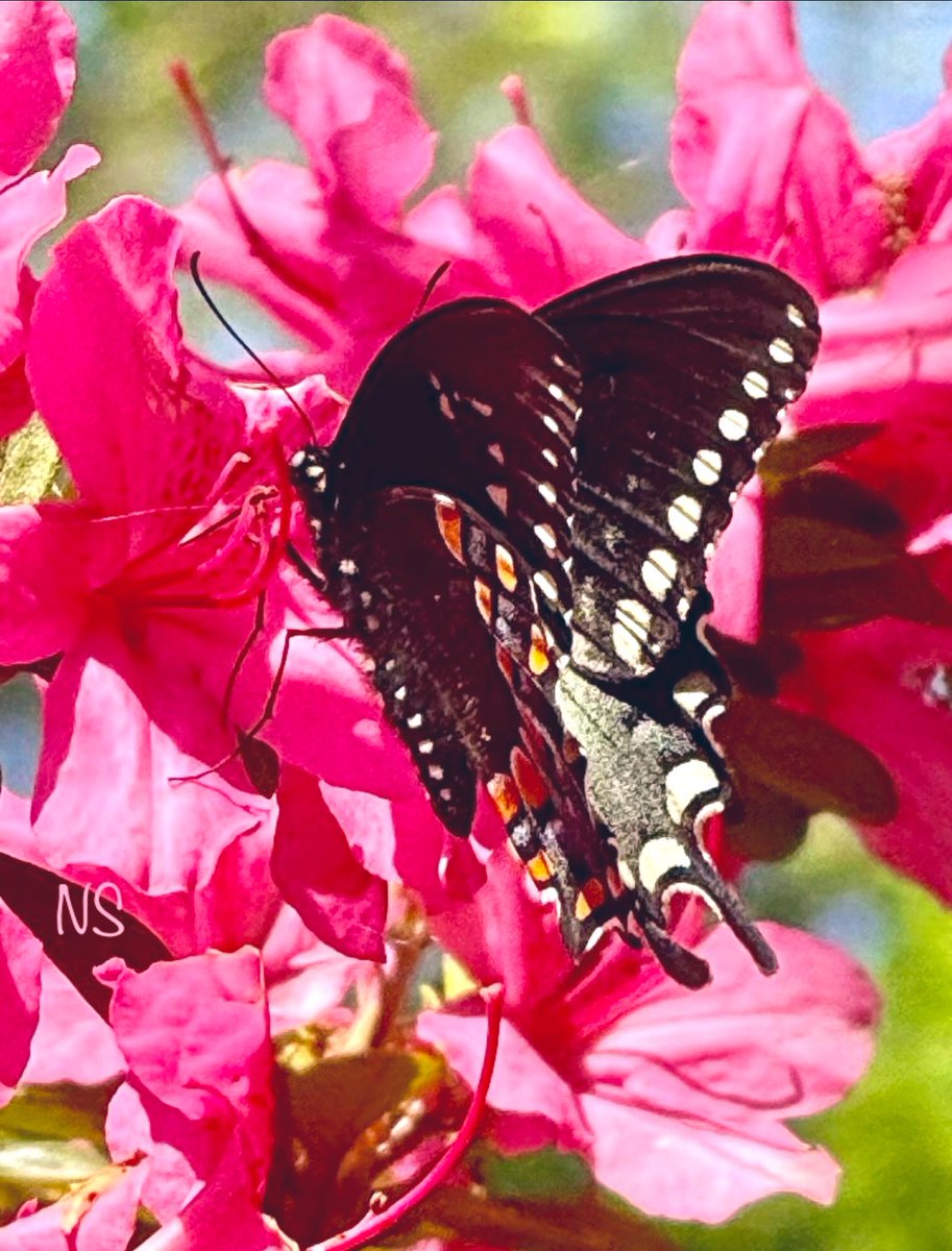 Butterflies are nature’s angels. They remind us what a gift it is 
to be alive 🦋

— Robyn Nola

#HappyNewWeek