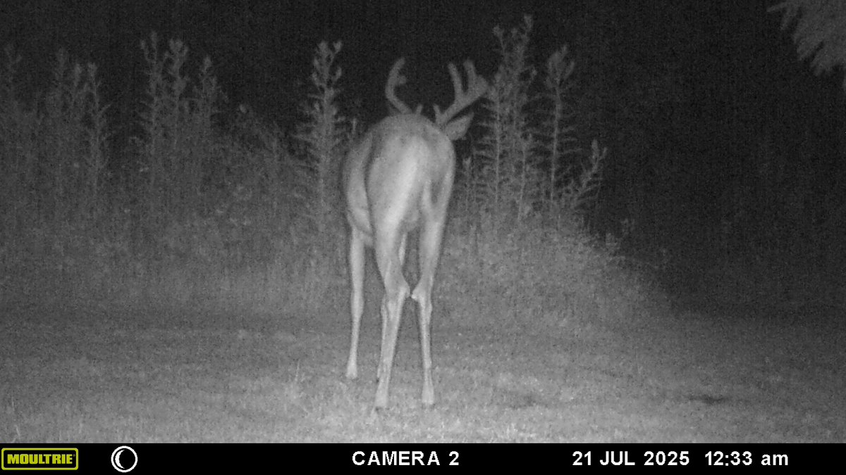 TheMagelk's tweet image. When I skimmed through I thought these were the same guy. But looking closer, the brow tines are different and the width of the rack is different.