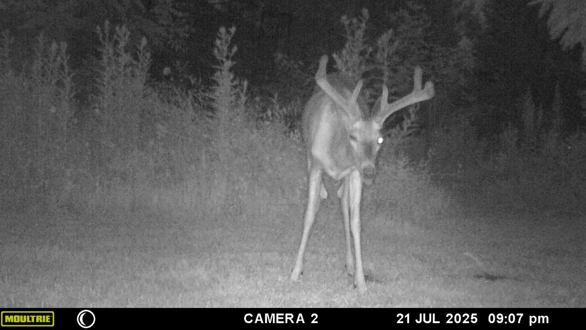 TheMagelk's tweet image. When I skimmed through I thought these were the same guy. But looking closer, the brow tines are different and the width of the rack is different.