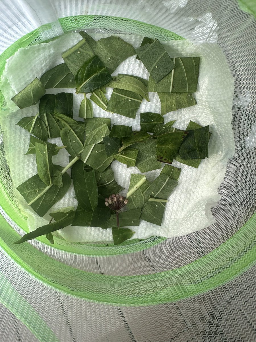 IamButterflySue's tweet image. Hereโs whatโs going on in the butterfly house today! This doesnโt include the 110 eggs Iโve collected the past two days!! Iโm gonna need a bigger butterfly house!! #monarchbutterflies #savethebutterflies