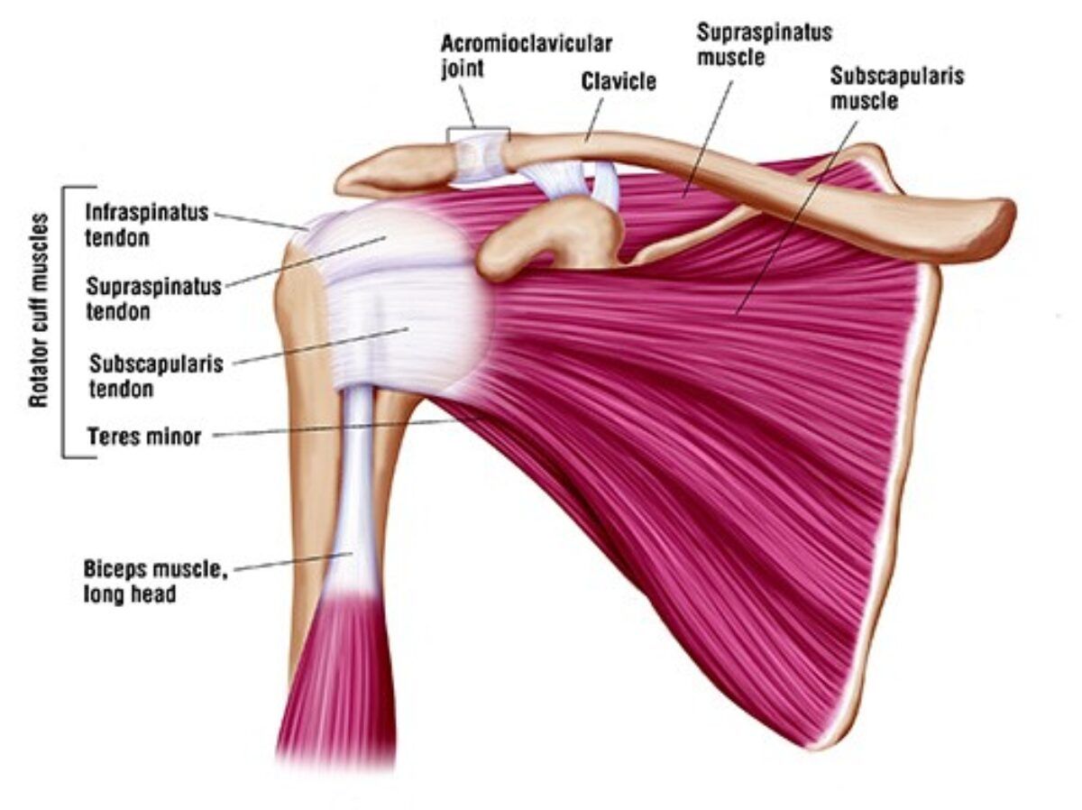 MoAImam's tweet image. New Epsiode: Rotator cuff tears: Key signs? Shoulder pain, weakness, limited motion. MRI is the gold standard for diagnosis. Early detection = better outcomes. Learn more at DeepDiveOrtho.com
#TheArmDoc
🎧 podcasts.apple.com/gb/podcast/dee…
▶️ youtube.com/playlist?list=…