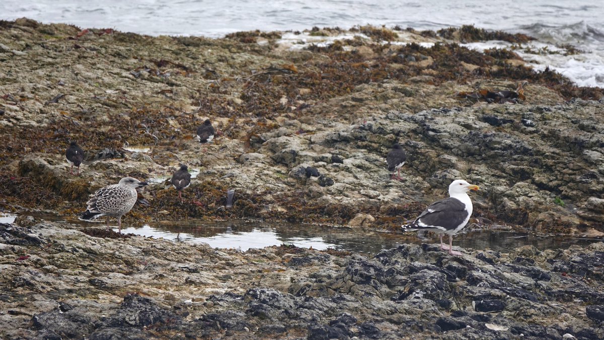 _Stickybeak's tweet image. Great Black-backed Gulls have been fledging in the last couple of weeks and are now venturing away from their nest sites. One juvenile was in Church Bay this morning, still with a parent keeping a close eye on it nearby