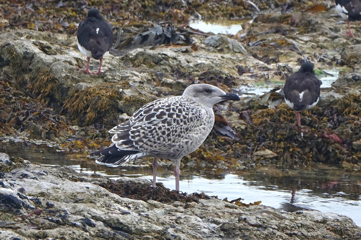 _Stickybeak's tweet image. Great Black-backed Gulls have been fledging in the last couple of weeks and are now venturing away from their nest sites. One juvenile was in Church Bay this morning, still with a parent keeping a close eye on it nearby