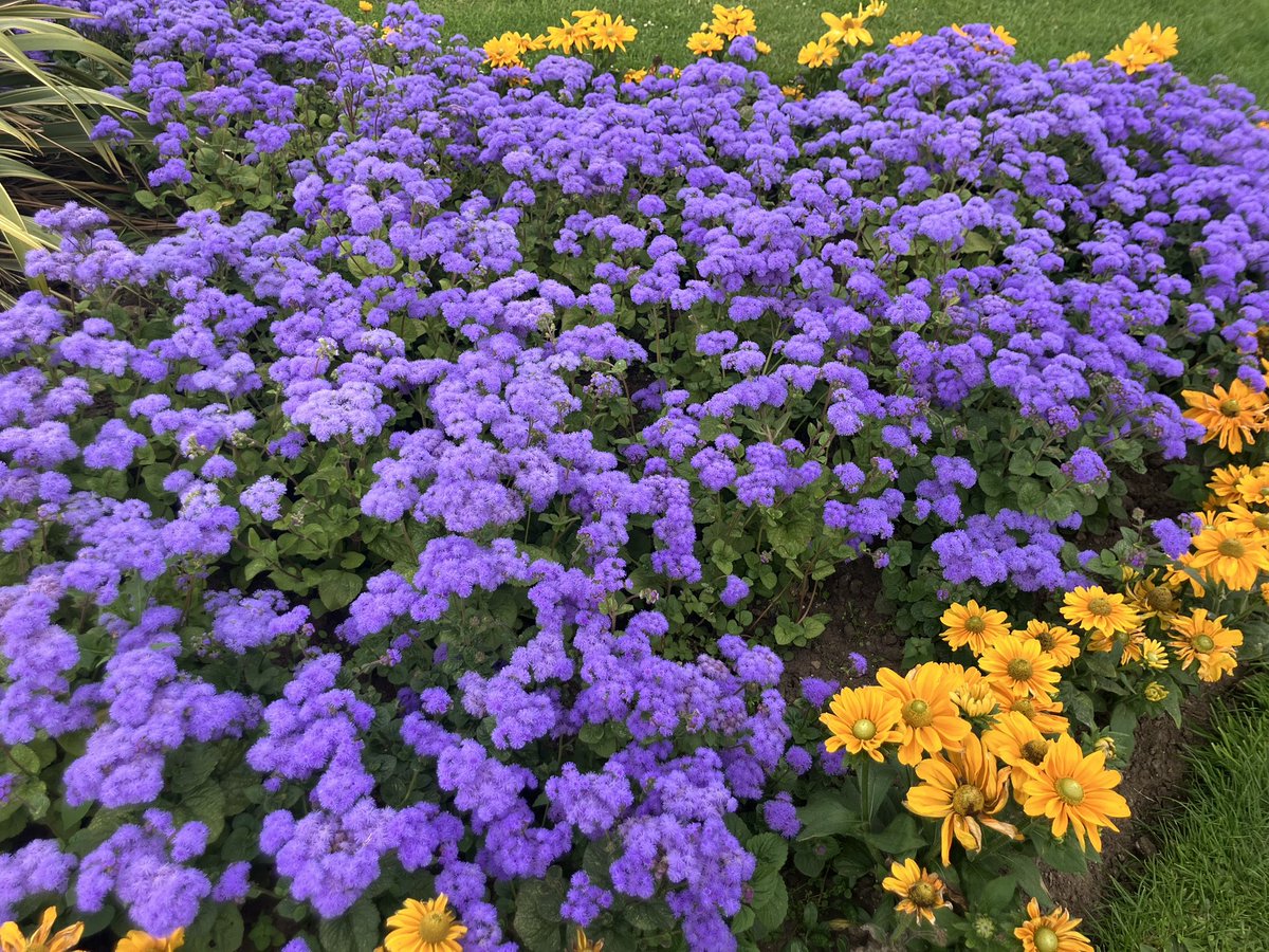 Tess_invests's tweet image. An overcast evening so a selection of floral arrangements on the Esplanade to brighten things up