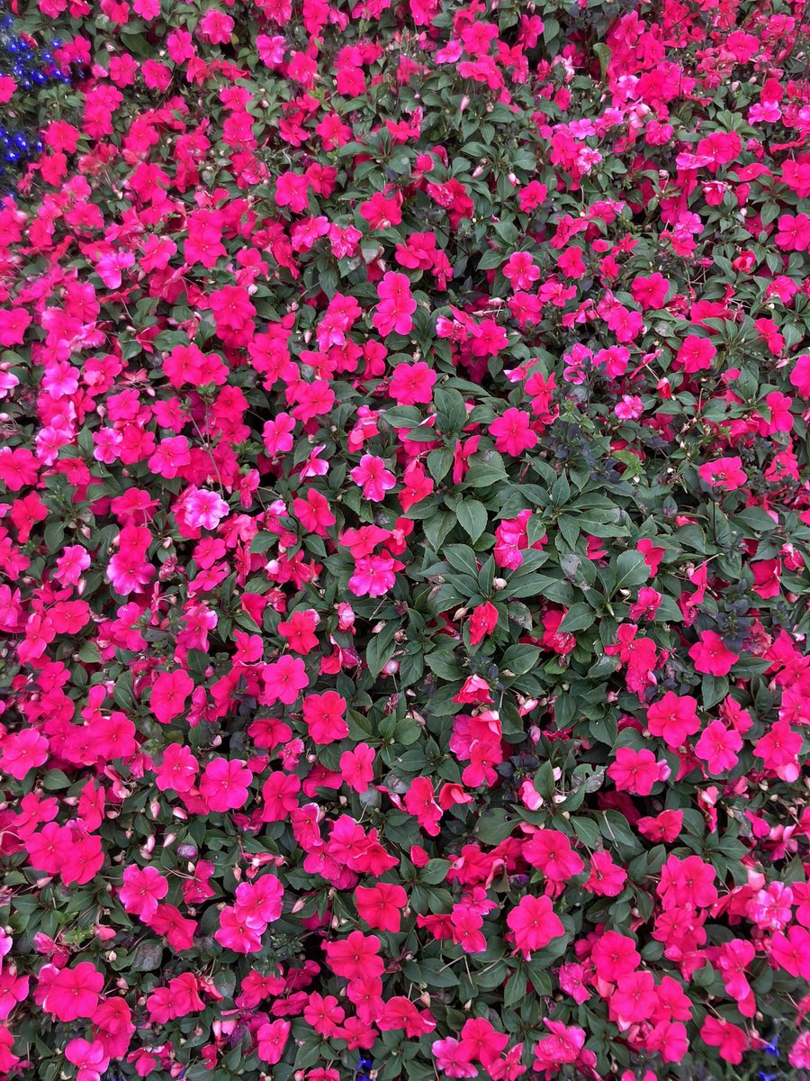 Tess_invests's tweet image. An overcast evening so a selection of floral arrangements on the Esplanade to brighten things up