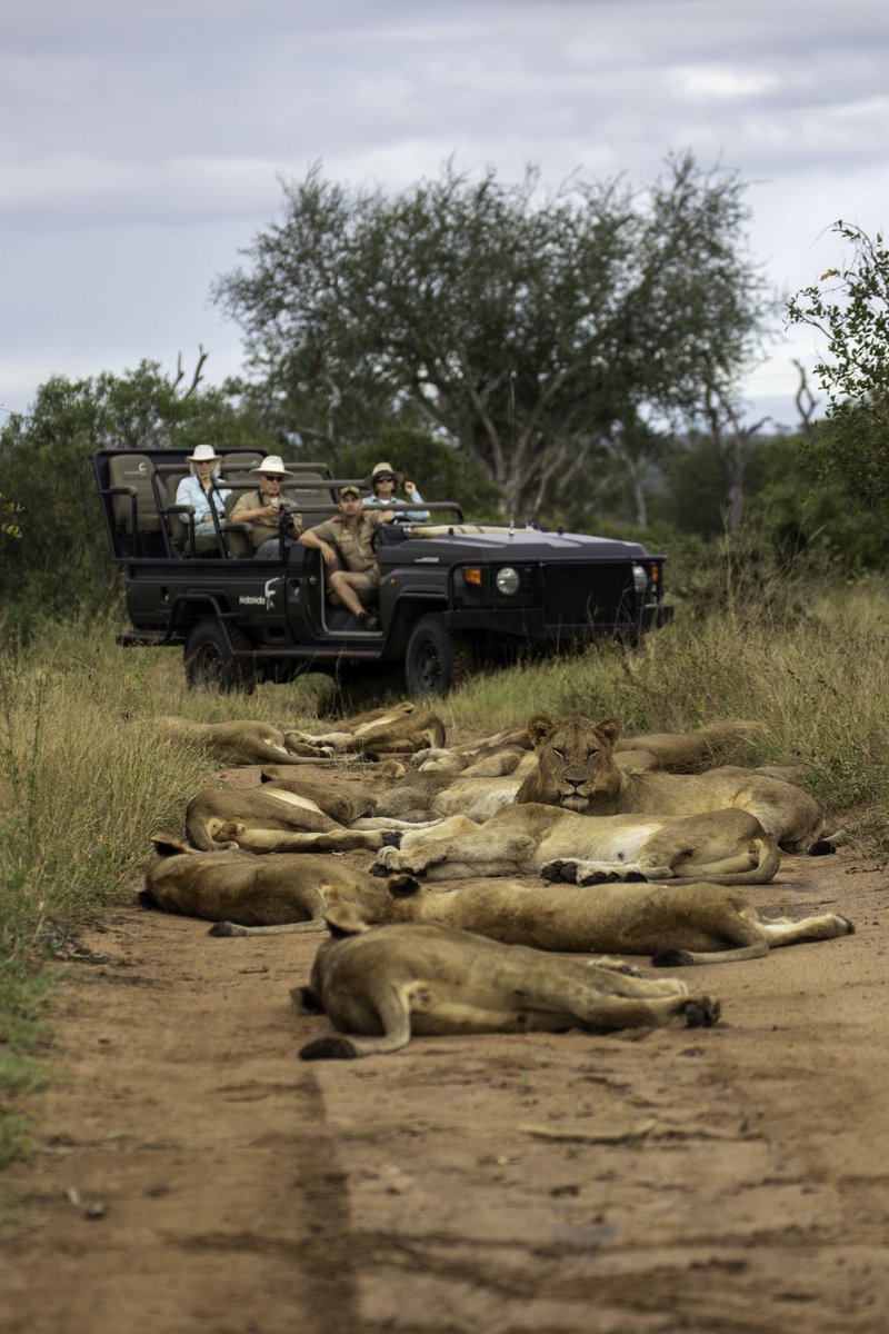 Stuck in traffic 🦁🤠