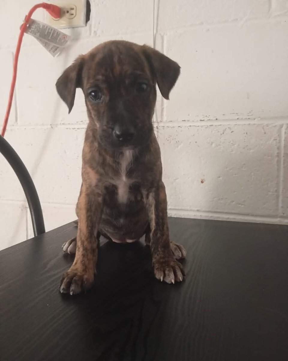 lyssitta's tweet image. SERVICIO SOCIAL ✅️
#Adopta 🐕🦺💕
Hermosas cachorritas en adopción, tienen mes y medio de edad aproximadamente
Están en Ilopango, San Salvador
Teléfono de contacto:
+503 7891 1849
