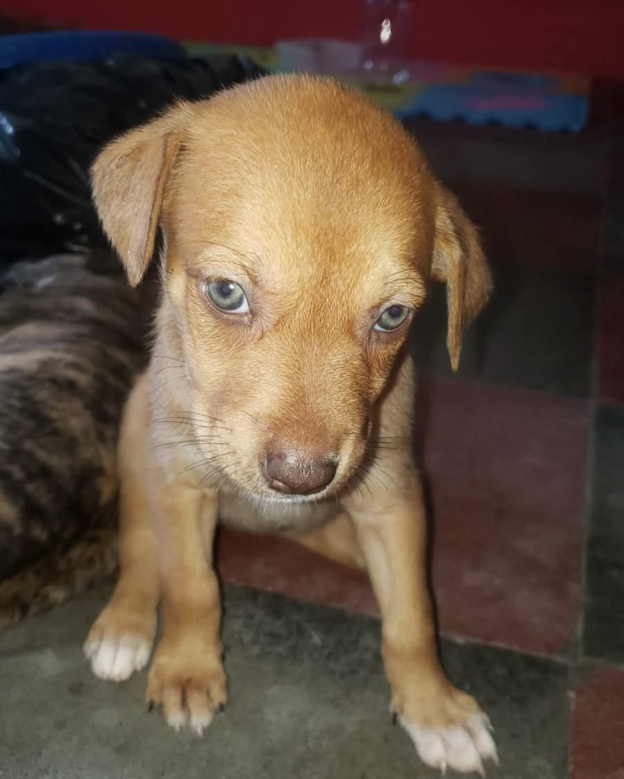 lyssitta's tweet image. SERVICIO SOCIAL ✅️
#Adopta 🐕🦺💕
Hermosas cachorritas en adopción, tienen mes y medio de edad aproximadamente
Están en Ilopango, San Salvador
Teléfono de contacto:
+503 7891 1849