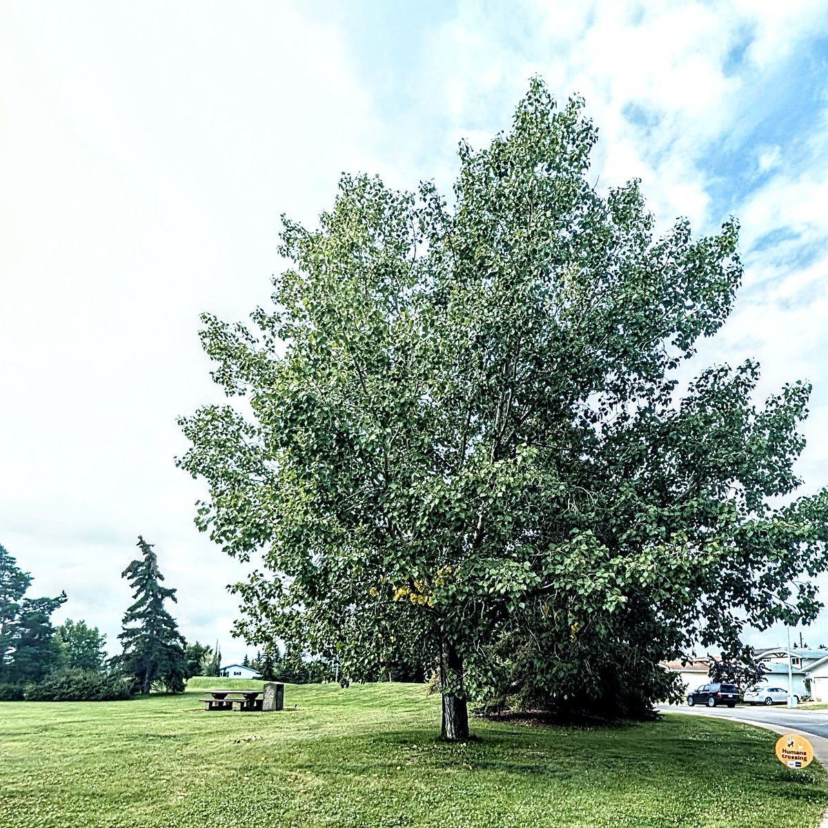 YEGwindshield's tweet image. Two trees on my walk were starting to turn yellow 
🍂🦃🍃