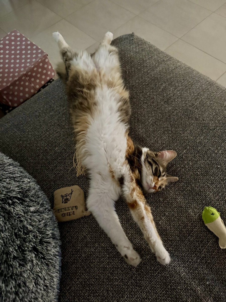 Происходит глупенькое лежание в направлении вечернего причёсывания