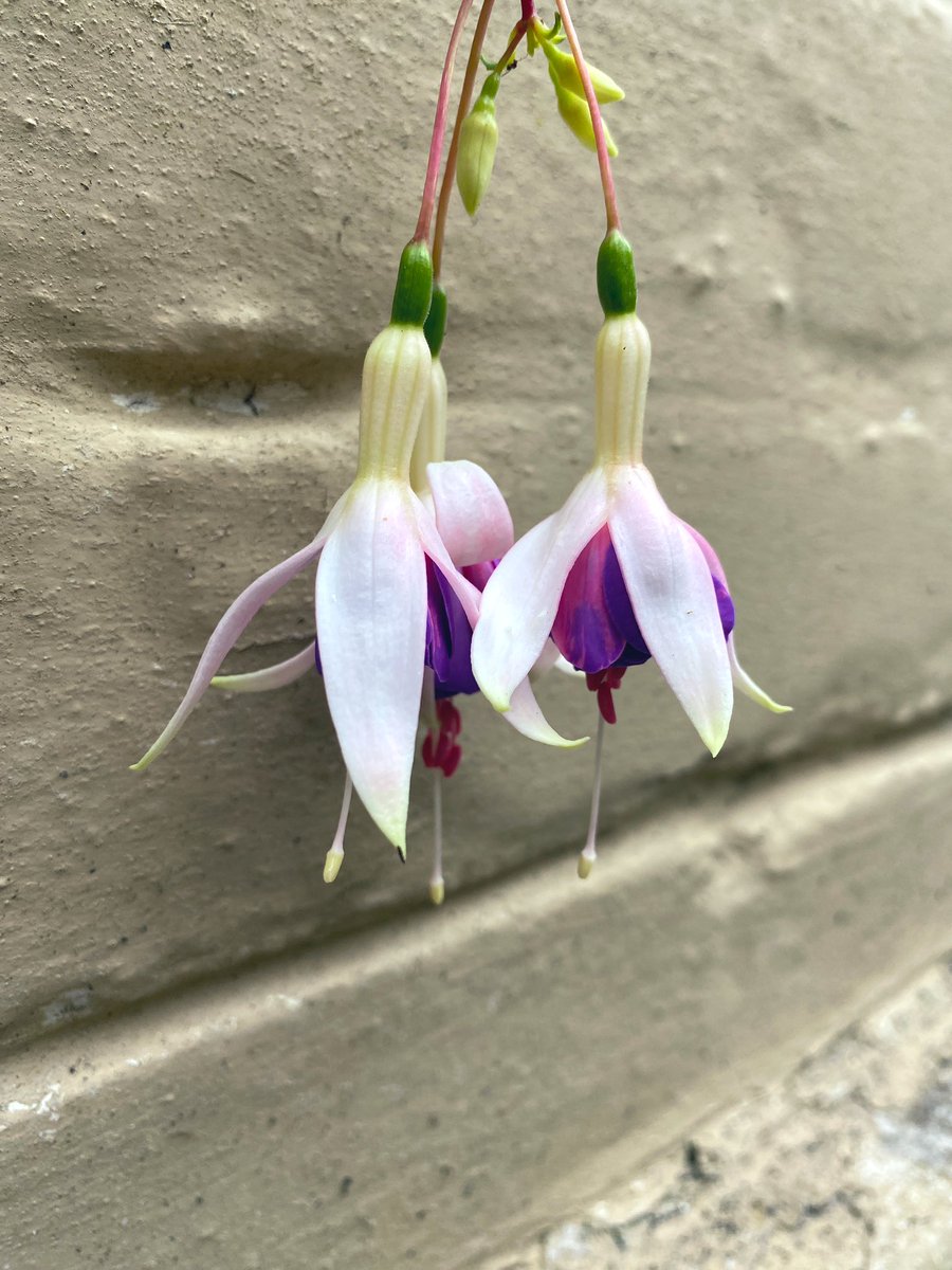 AilishSinclair's tweet image. Fuchsias symbolise deep love and, when planted by entrances, they offer protection. #FolkloreSunday