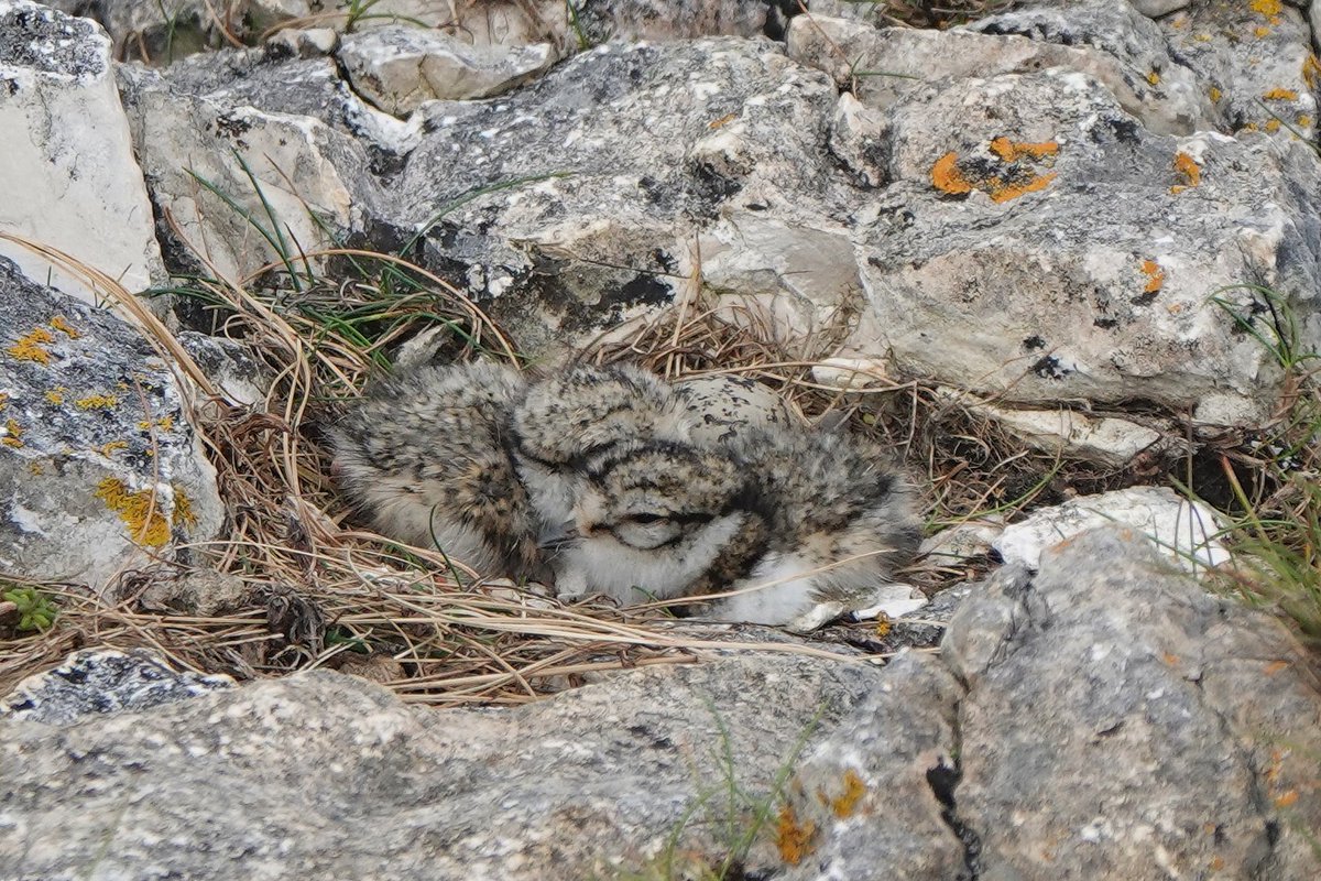 _Stickybeak's tweet image. We check on these two Ringed Plover pairs every time we go past - very exciting a few days ago to see pair A with 2 newly hatched chicks (and 1 egg still), and today the female was brooding the chicks nearby. Pair B is still sitting tight, but eggs should be hatching any time now