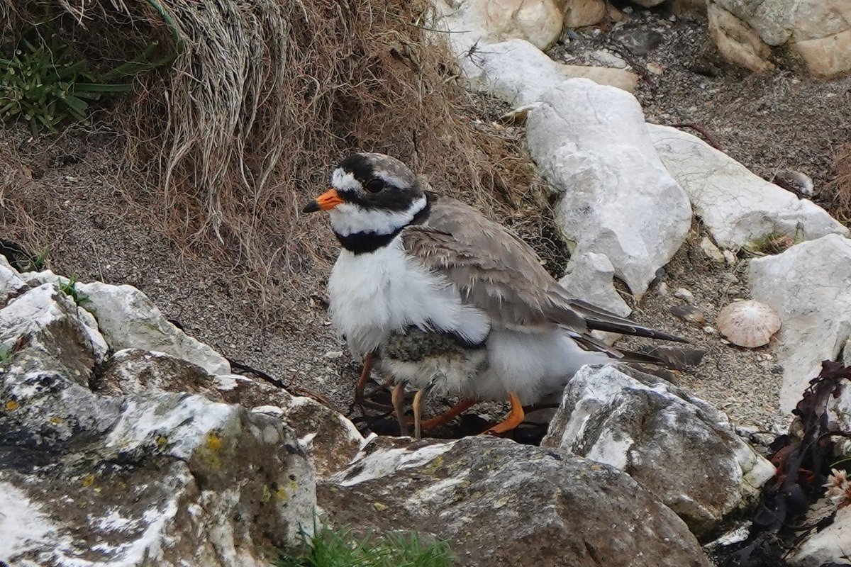 _Stickybeak's tweet image. We check on these two Ringed Plover pairs every time we go past - very exciting a few days ago to see pair A with 2 newly hatched chicks (and 1 egg still), and today the female was brooding the chicks nearby. Pair B is still sitting tight, but eggs should be hatching any time now