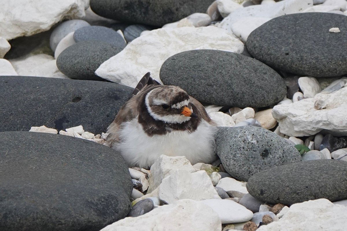 _Stickybeak's tweet image. We check on these two Ringed Plover pairs every time we go past - very exciting a few days ago to see pair A with 2 newly hatched chicks (and 1 egg still), and today the female was brooding the chicks nearby. Pair B is still sitting tight, but eggs should be hatching any time now