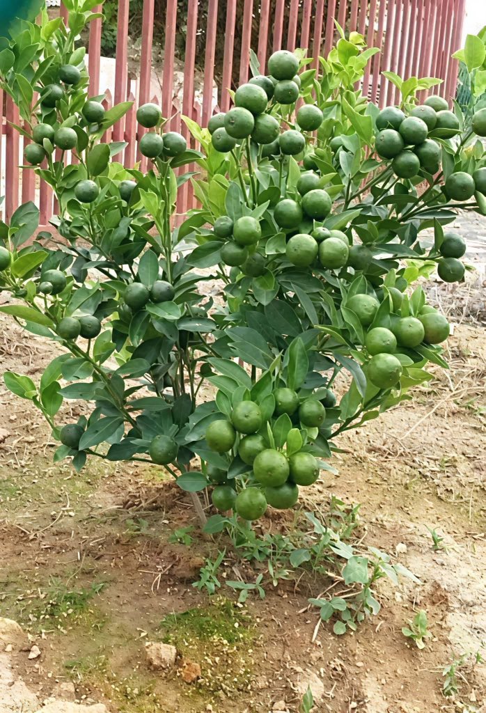 📌 مواعيد الزراعة الشهرية لأهم المحاصيل
لو عندك حديقة منزلية أو مهتم بالزراعة، احفظ هذا الثريد 🌱👇
#الزراعة #مزارع #حديقة_المنزل

1️⃣ الطماطم 🍅
أفضل وقت لزراعتها: شهر 8 - 9 - 10
2️⃣ الباذنجان 🍆
موعد الزراعة: شهر 2 - 7 - 8 - 9
3️⃣ الفلفل 🌶️
يزرع في: شهر 8 - 9
🔁 يتبع 👇