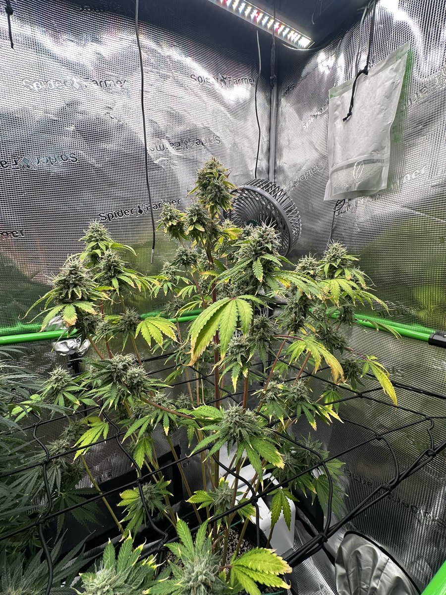 ThiccboiGrows's tweet image. Day 70. Had some issues with the gal on the right but man, she STINKS, in a good way. Shes nearing the end, lot of cloudy trichomes. Left gal still chunkin up. Strawberry Cheesecake autofems from @staubingenetics. A pleasure to grow these. They smell very sweet, very pungent.…