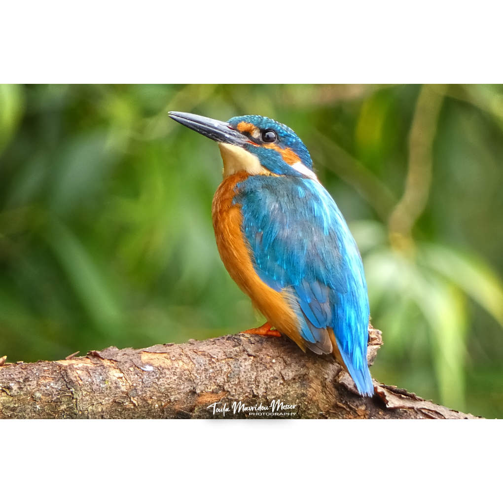 A_ZofWonderment's tweet image. A few more shots of my beautiful new friend.
#photographyoftheday #BirdsOfTwitter #Kingfisher