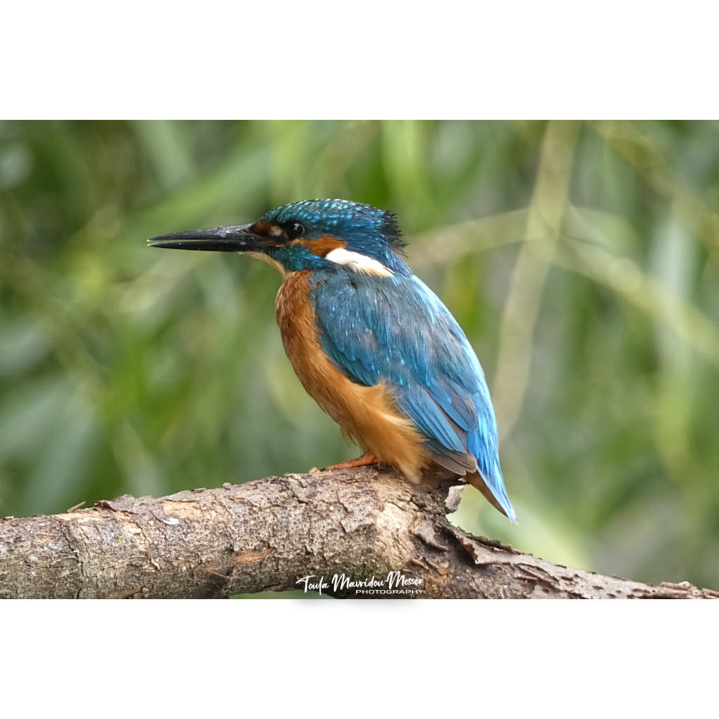 A_ZofWonderment's tweet image. A few more shots of my beautiful new friend.
#photographyoftheday #BirdsOfTwitter #Kingfisher
