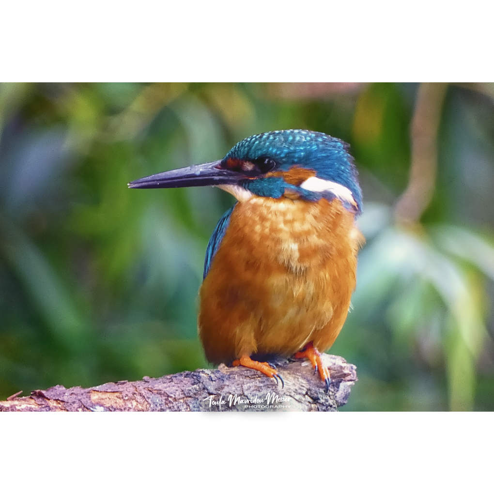 A_ZofWonderment's tweet image. A few more shots of my beautiful new friend.
#photographyoftheday #BirdsOfTwitter #Kingfisher