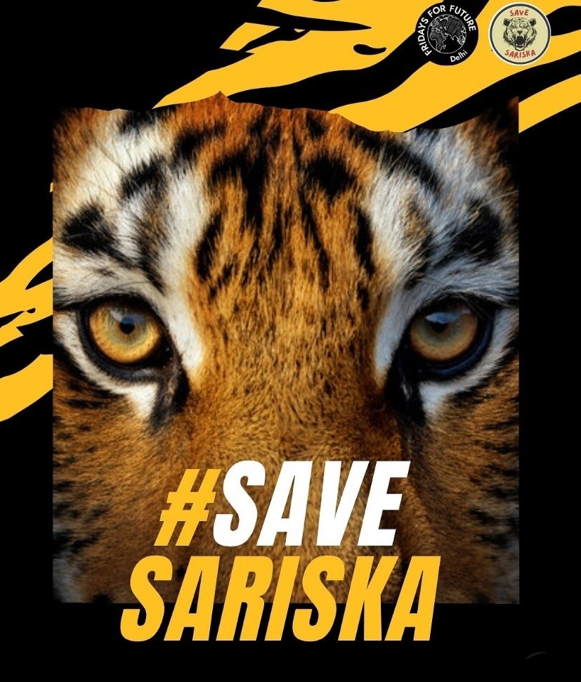 India’s only tiger reserve where tigers came back from ZERO

Sariska Forest Reserve is under threat again.

Home to 49 tigers &amp; countless wild species, now faces mines creeping into its heart.

What’s happening? Why it matters?

Thread
#SaveSariska #SaveTiger #Tiger