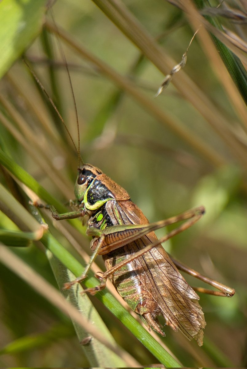 Caron Blay tweet media